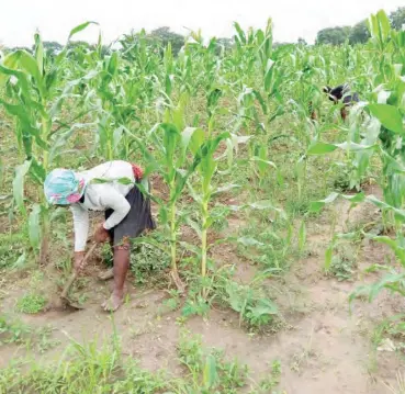  ??  ?? A lady weeds maize farm in FCT