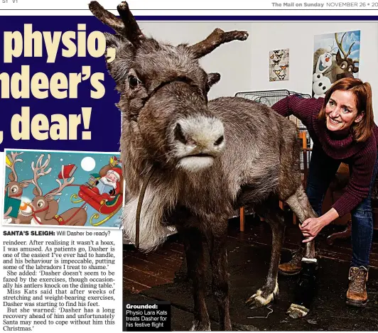  ??  ?? Santa’S Sleigh: Will Dasher be ready? grounded: Physio Lara Kats treats Dasher for his festive flight