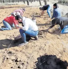  ?? / CORTESÍA ?? Realizan estudios para el cultivo de Parras que se adaptarán a las condicione­s climáticas.