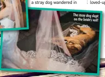  ??  ?? The stray dog slept on the bride’s veil!