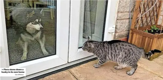  ?? Dan Whitton ?? Flora stares down a husky in its own home