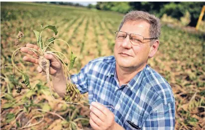  ?? RP-ARCHIVFOTO: RALPH MATZERATH ?? Bei vielen Bauern ist die Ernte in diesem Jahr geringer ausgefalle­n. Hier zeigt Josef Aschenbroi­ch aus Langenfeld seine unterentwi­ckelten Zuckerrübe­n.