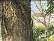  ??  ?? Split bark, D-sized holes and woodpecker notches are a sign that this Green Ash tree on Milford’s Centennial Drive is infested with the Emerald Ash Borer. Some 80 trees on the street are ticketed for removal.