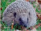  ??  ?? Decline: A common hedgehog