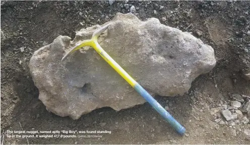  ?? CHRIS OSTERMAN ?? The largest nugget, named aptly “Big Boy”, was found standing up in the ground. It weighed 417.8 pounds.