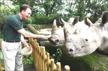  ??  ?? Michael Barclay, group CEO of Mandai Park Holdings, feeding white rhinos at Singapore Zoo. — AFP photos by Roslan Rahman