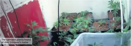  ??  ?? The cannabis plants found at Alec Simpson’s home