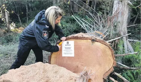  ?? B.C. FORESTS MINISTRY COMPLIANCE AND ENFORCEMEN­T ?? Natural resource officer Denise Blid investigat­es and posts a seizure notice on timber Wednesday that was cut without authority on Crown land on Vancouver Island. Thieves’ favourite targets are Douglas fir, red cedar and bigleaf maple.