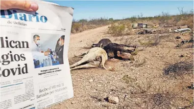  ??  ?? El pasado miércoles 27 de mayo esta casa editora informó con imágenes que apareciero­n diez reses muertas por falta de agua y alimento