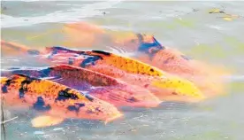  ?? Photo / New Zealand Bowhunters Society ?? Koi carp in our waterways.