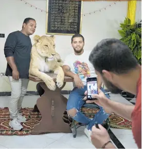  ??  ?? Youssef el-Helw takes a photo of Ashraf el-Helw (right) and fellow circus performer Mahmoud with lion Joumana.