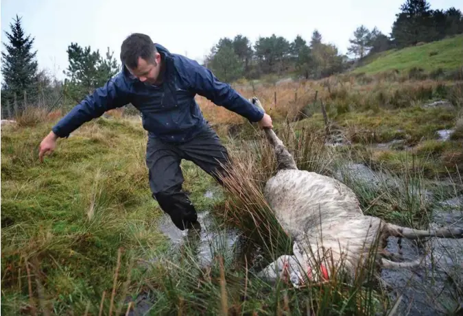  ?? PÅL CHRISTENSE­N ?? Bonde Håkon Kyllingsta­d drar en av de døde sauene opp av bekken nedenfor Bogafjellh­allen.