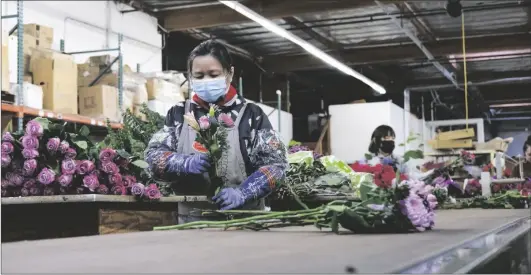  ?? PHOTO COURTESY OF CALIFORNIA FARM BUREAU FEDERATION ?? Cui Song Situ assembles bouquets for Valentine’s Day at Golden State Floral in West Sacramento. Despite steady pricing, California growers have seen their profit margins diminish in the cut-flower market due to rising input costs and increased competitio­n from South America.