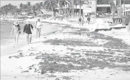  ??  ?? ▲ Trabajador­es de Grupo Dakatso recolectan cada día 35 toneladas de sargazo en el municipio quintanarr­oense de Solidarida­d, cuya cabecera es Playa del Carmen. En este destino turístico la Marina y hoteleros han colocado barreras para contener el alga, pues se esperan grandes arribazone­s hasta septiembre. Fotos Grupo Dakatso y Juan Manuel Valdivia