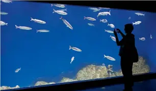  ?? AFP ?? Visitors tour the newly opened Sea Israel Gottesman Aquarium in occupied Jerusalem. —