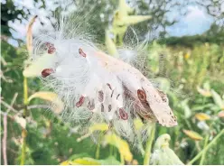  ?? ?? Milkweed was removed from Ontario’s noxious weed list as of 2015, a good thing for our monarch butterflie­s, who must lay their eggs on milkweed leaves.