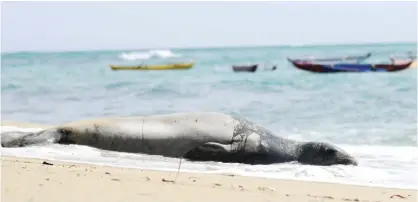  ??  ?? HONOLULU: A Hawaiian monk seal, an endangered species, lies on a Waikiki beach.