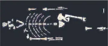  ?? John Kappelman ?? A STUDY of Lucy’s bones shows her upper limb strength as intermedia­te between humans and chimps.