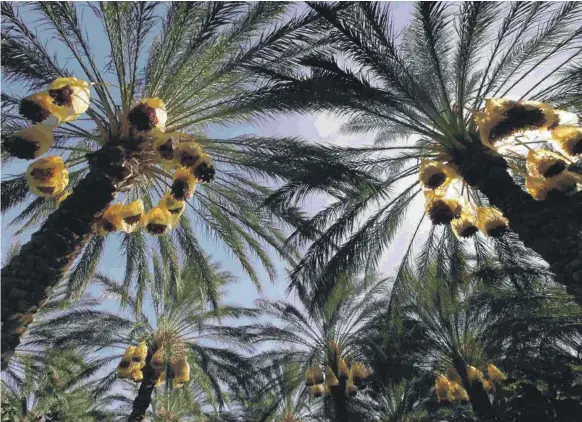  ?? Reuters ?? The oldest date palm records in the UAE are from Dalma Island in Abu Dhabi and go back between 6,600 and 7,100 years