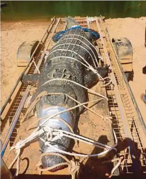  ?? AFP PIC ?? A saltwater crocodile in a trap after being caught in the Northern Territory town of Katherine, Australia, yesterday.