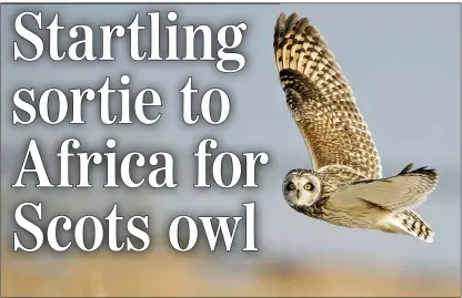 ??  ?? FAST-TRACK: Satellite tagging of short-eared owls has revealed the huge distances they travel