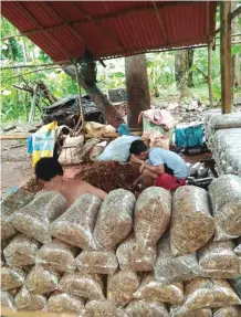  ??  ?? The workers processing the fruiting bags.