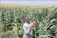  ??  ?? Farmer Koos Mthimkhulu inspects his maize crop on his farm in Senekal. Research points to an inappropri­ate agricultur­al policy.