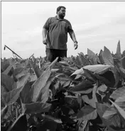  ?? ASSOCIATED PRESS ?? IN THIS JULY 18 PHOTO, soybean farmer Michael Petefish walks through his soybeans at his farm near Claremont in southern Minnesota.