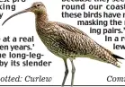  ??  ?? Lesser spotted: Curlew