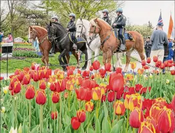  ?? ?? The Albany Police Department mounted patrol trots by a bed of tulips during the Tulip Queen procession at the 74th Tulip Festival in Washington Park in Albany on Saturday. The statue of Moses can be seen in the background.