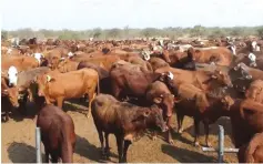  ?? ?? Climate change has brought its own challenges to the livestock sector. There has been an increase in animal disease outbreaks, frequent droughts and floods. File picture