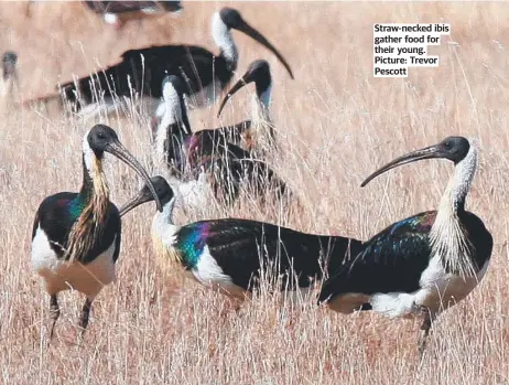  ?? Picture: Trevor Pescott ?? Straw-necked ibis gather food for their young.