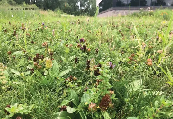  ?? ?? Above: A “bee lawn” developed by researcher Dr. Eric Watkins relies on fescue species as its base, with mower-tolerant flowering plants mingled throughout.