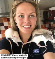  ??  ?? KING RAT Clever rodents can make the perfect pet