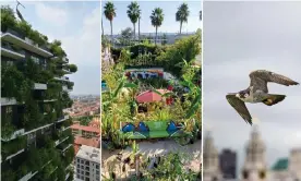  ?? Cathedral, London. Photograph: AFP/Handout/Rex ?? Vegetation sprouts from the Bosco Verticale in Milan; the ‘Gangsta garden’ in LA; and a peregrine falcon in flight near St Paul’s