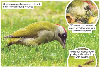  ??  ?? Green woodpecker­s reach ants with their incredibly long tongues
