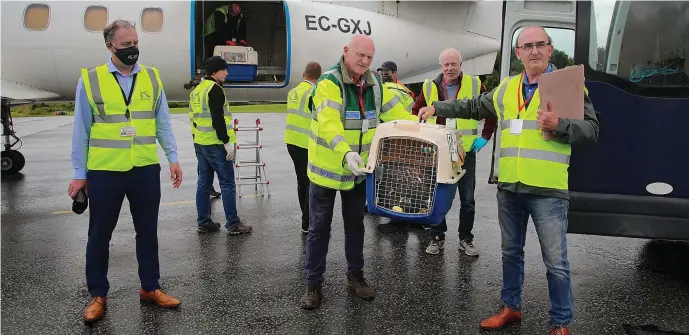  ??  ?? Regional Manager National Parks and Wildlife Service Eamon Meskell (right, holding the crate) and Divisional Manager Southern Region National Parks and Wildlife Service Philip Buckley, watched on by Allan Mee, centre, White Tailed Eagle Project, and (left of picture) Howard Jones, Kerry Airport.