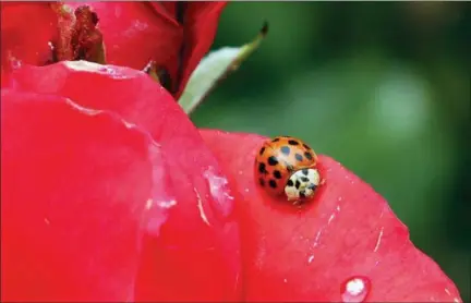  ?? DON RYAN — THE ASSOCIATED PRESS ?? On May 26, 2010, a Coccinelli­dae, more commonly known as a ladybug or ladybird beetle, rests on the petals of a rose in Portland, Ore. A study estimates a 14 percent decline in ladybugs in the United States and Canada from 1987 to 2006.