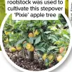  ?? ?? Dwarfing M27 rootstock was used to cultivate this stepover ‘Pixie’ apple tree