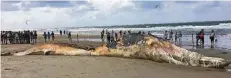  ?? FOTO: SCHAULANDT ?? Die Überreste des fast 19 Meter langen Finnwals am Strand von Texel. Neugierige müssen Abstand halten – es besteht Infektions­gefahr.