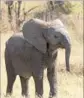  ?? Tom Barton-Humphreys PBS ?? AN ORPHAN elephant in “Nature” on PBS.