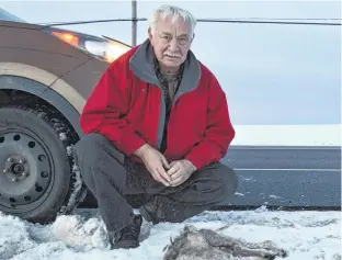  ?? ALISON JENKINS • LOCAL JOURNALISM INITIATIVE REPORTER ?? Ron Rayner crouches next to the dead coyote he found in the road in Middleton.