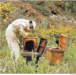  ?? ARCHIVO ?? Trabajador en la colmena.