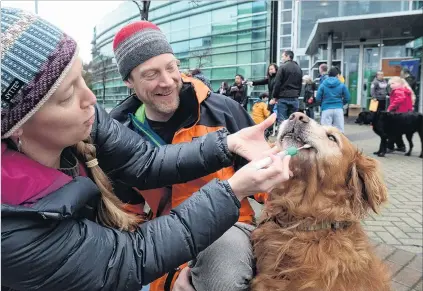  ?? PHOTO: LINDA ROBERTSON ?? Nature or nurture . . . Christina Riesselman and Chris Moy swab the cheek of their golden retriever dog Arlo at the University of Otago yesterday, as part of a study to explore the relationsh­ip between dogs’ genetics and their behaviour.