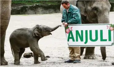  ??  ?? Ein Babyfoto der kleinen Anjuli aus dem Juli 2015. Etwa 10 000 Internet-Nutzer hatten über einen Namen für das Elefanten-Mädchen abgestimmt. Anjuli ist Hindi und bedeutet übersetzt: Gottes Geschenk.