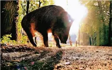  ?? RP-FOTO (ARCHIV): FRANZ-HEINRICH BUSCH ?? Für Wildschwei­ne war bislang vom 15. Januar bis zum 1. August Schonzeit. Sie wurde jetzt bis März 2021 aufgehoben.