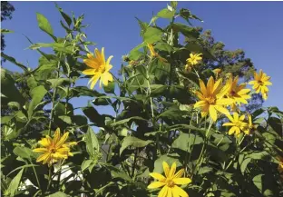  ??  ?? Sunroots are the last perennial sunflower to bloom. Their fuzzy stems also set them apart.