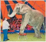 ??  ?? Crowd pleaser: Mila, then known as Jumbo, performing for Tony Ratcliffe in th Whirling Circus.