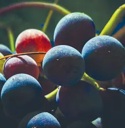  ??  ?? In alto i vigneti di Corte d’Aibo, a Montevegli­o. A destra un grappolo d’uva dell’Azienda agricola Stefano Berti di Ravaldino in Monte, nel forlivese