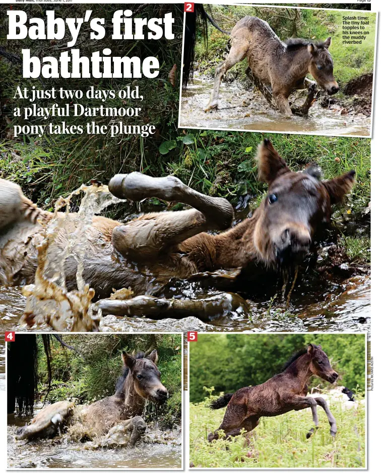  ??  ?? I think I’m done Mum: After a last splash, the foal begins to get to his feet Splash time: The tiny foal topples to his knees on the muddy riverbed That was fun! His coat dripping, the pony prances through a meadow to dry off